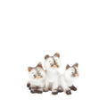 Grupo de gatos